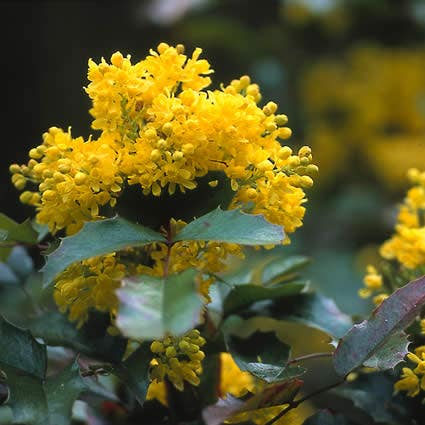  Mahoniestruik (Mahonia Aquifolium 'Apollo')