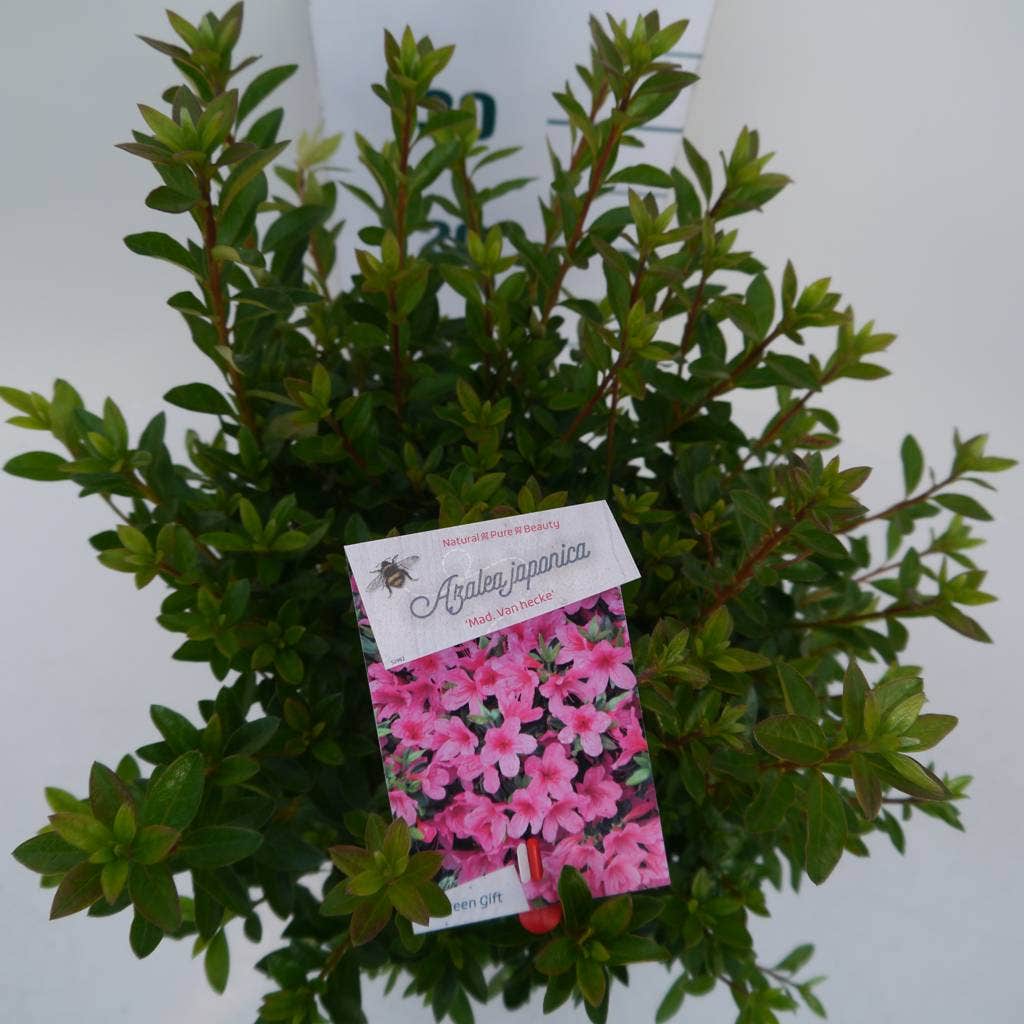  Japanse Azalea (Rhododendron 'Madame Van Hecke')