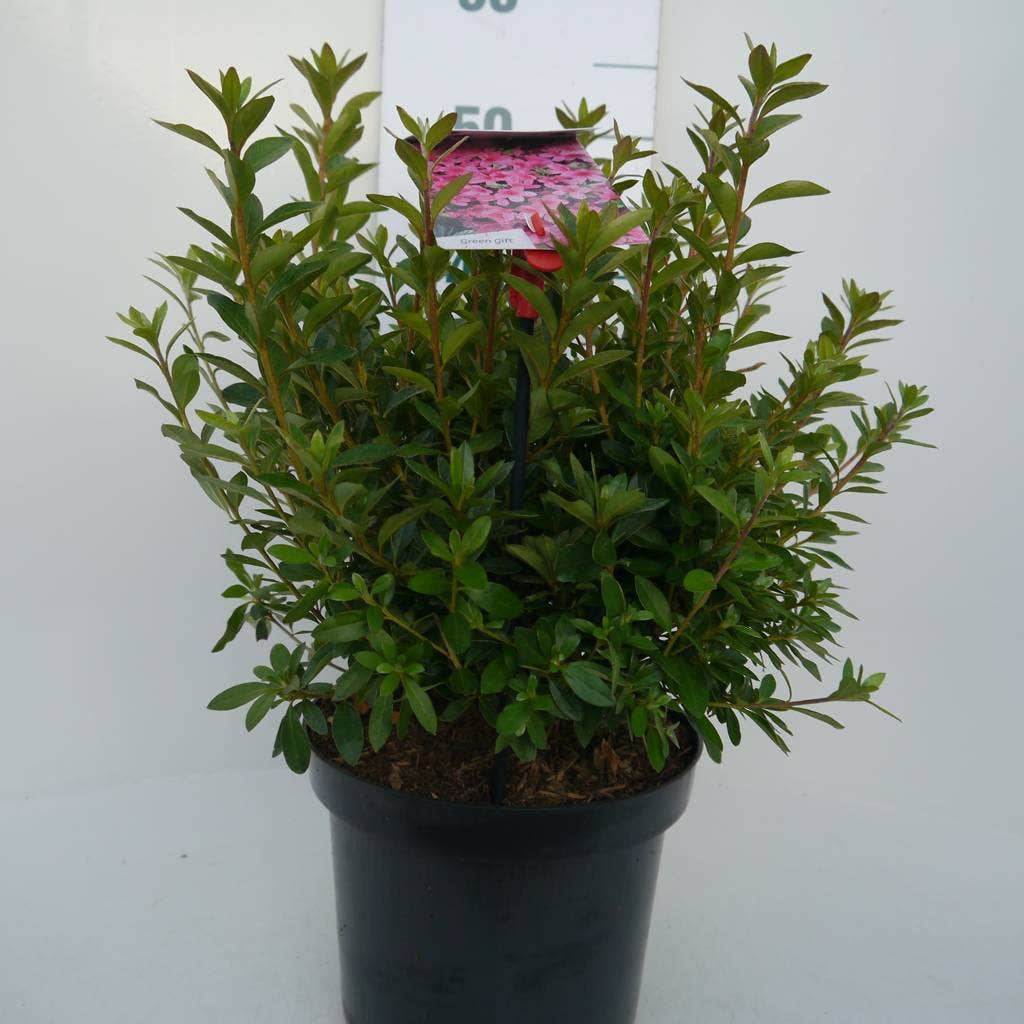  Japanse Azalea (Rhododendron 'Madame Van Hecke')