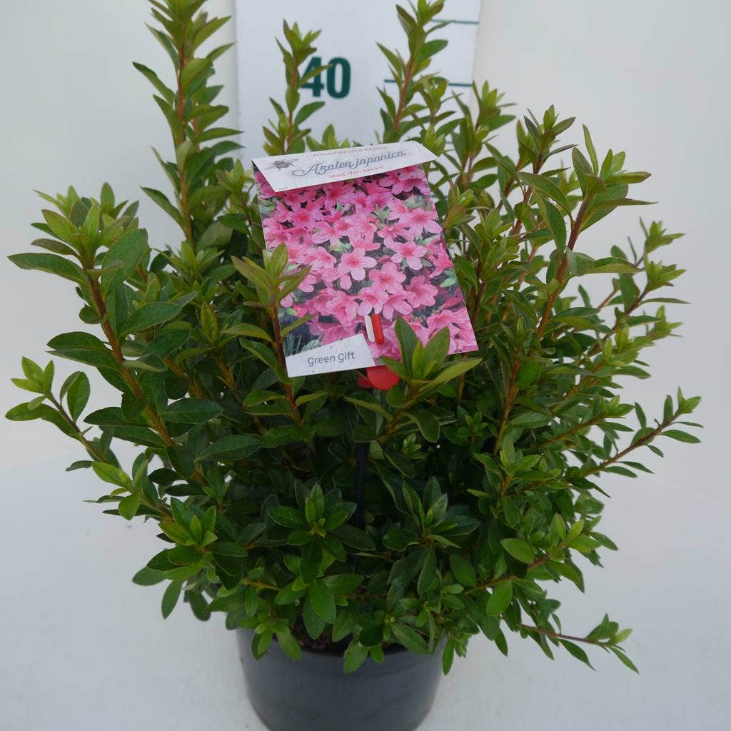 Japanse Azalea (Rhododendron 'Madame Van Hecke')