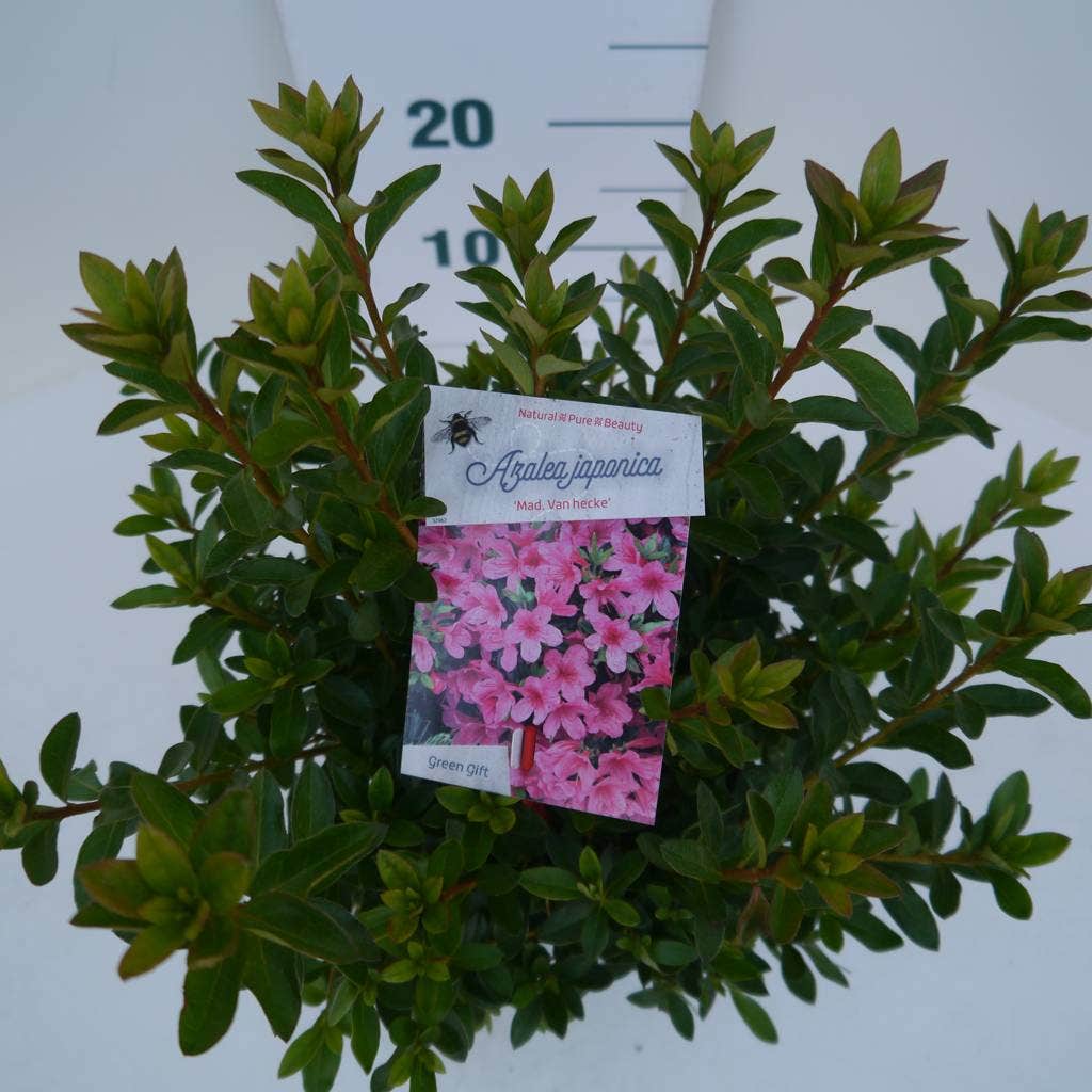  Japanse Azalea (Rhododendron 'Madame Van Hecke')