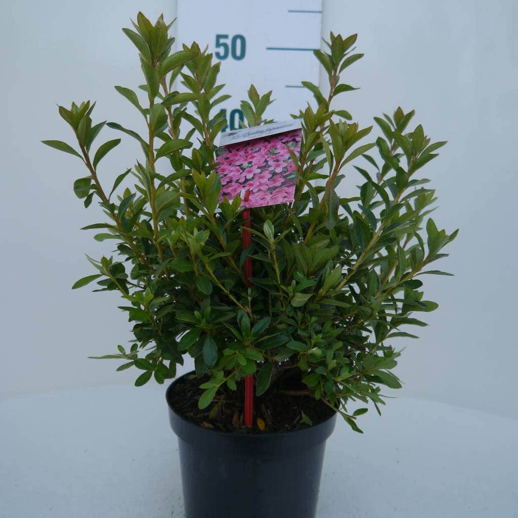  Japanse Azalea (Rhododendron 'Madame Van Hecke')