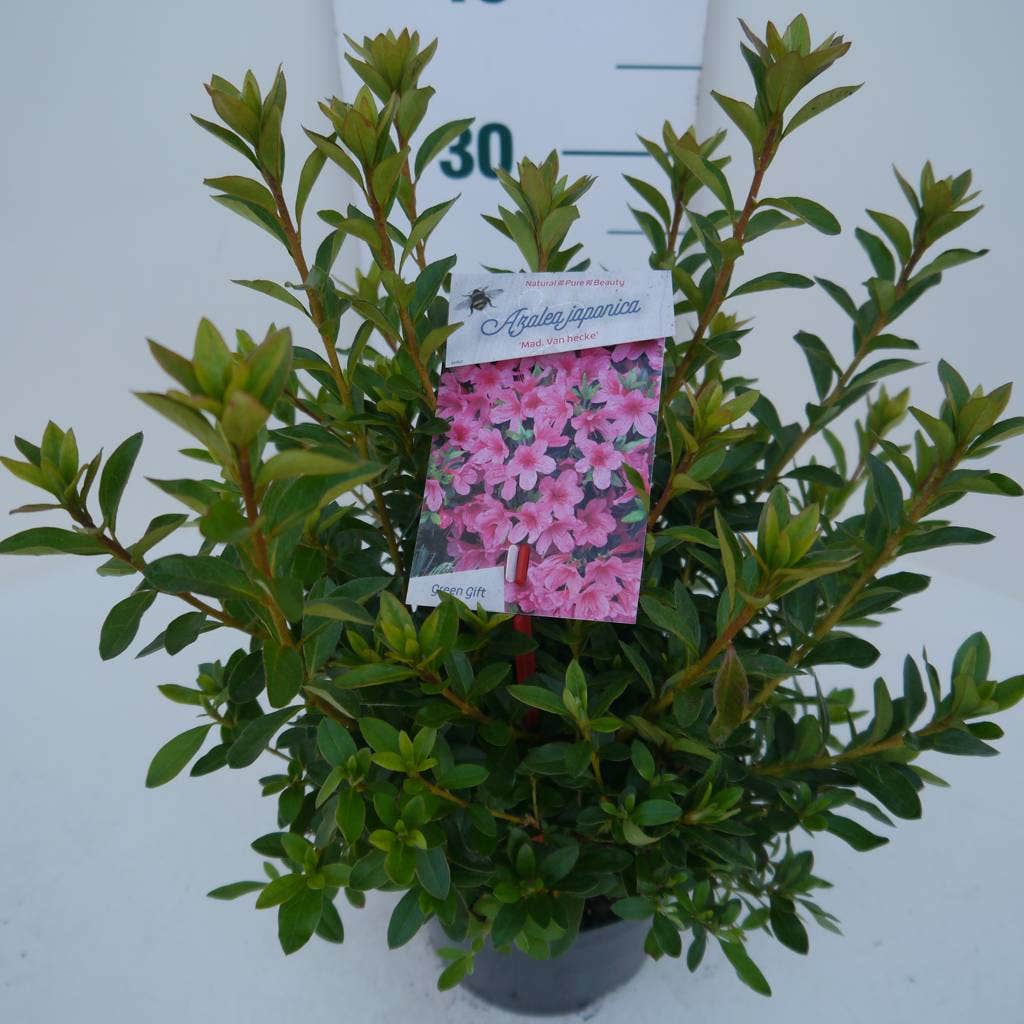  Japanse Azalea (Rhododendron 'Madame Van Hecke')