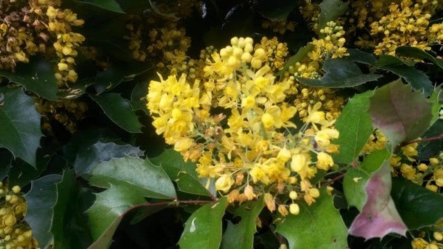  Mahoniestruik (Mahonia Aquifolium 'Apollo')