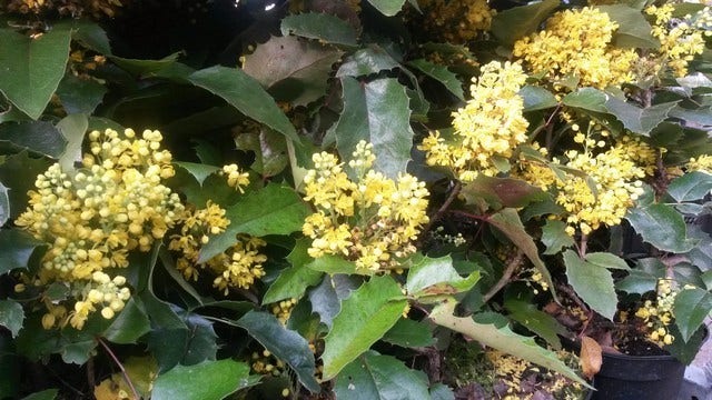  Mahoniestruik (Mahonia Aquifolium 'Apollo')