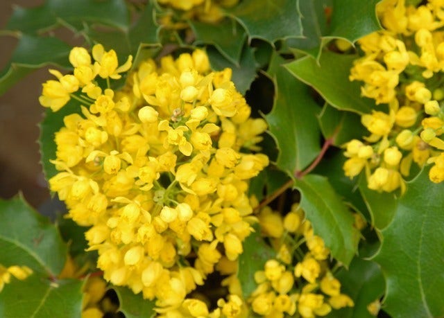  Mahoniestruik (Mahonia Aquifolium 'Apollo')