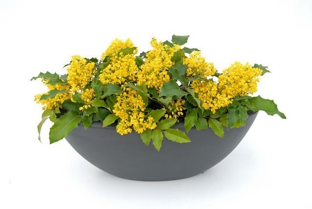 Mahoniestruik (Mahonia Aquifolium 'Apollo')