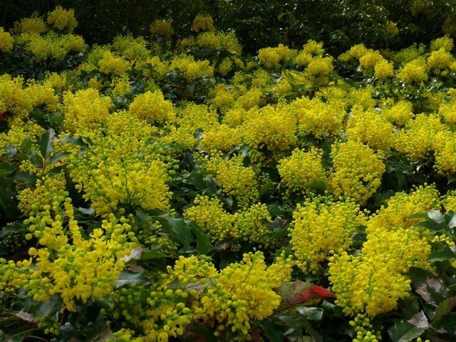 Mahoniestruik (Mahonia Aquifolium 'Apollo')
