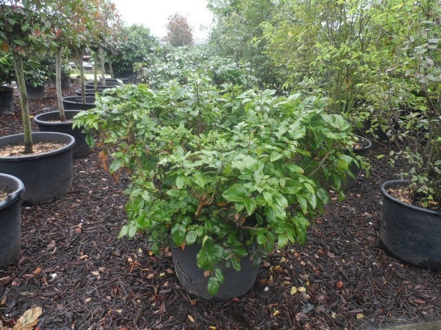  Mahoniestruik (Mahonia Aquifolium 'Apollo')