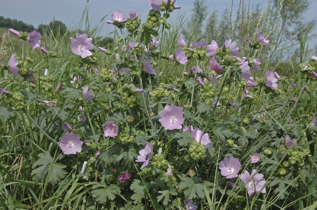  Muskuskaasjeskruid (Malva Moschata 'Rosea') BIO