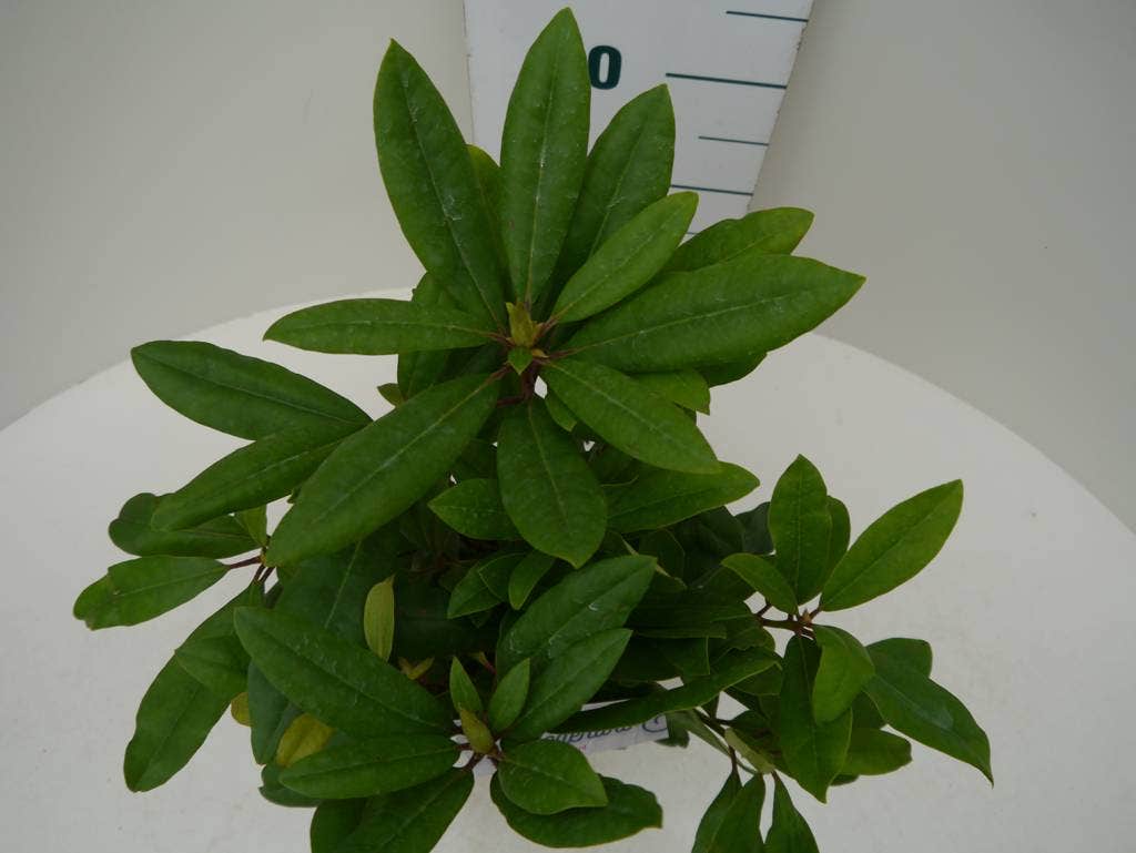  Rhododendron (Rhododendron 'Marcel Menard')