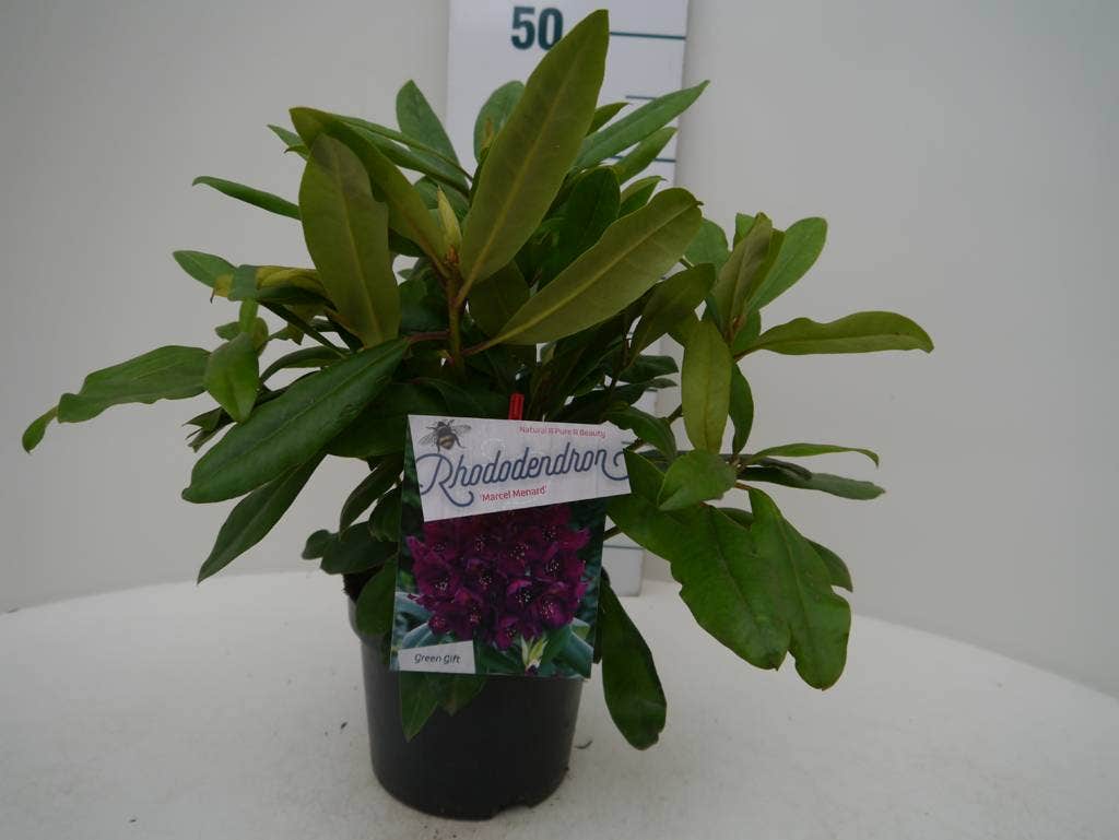  Rhododendron (Rhododendron 'Marcel Menard')