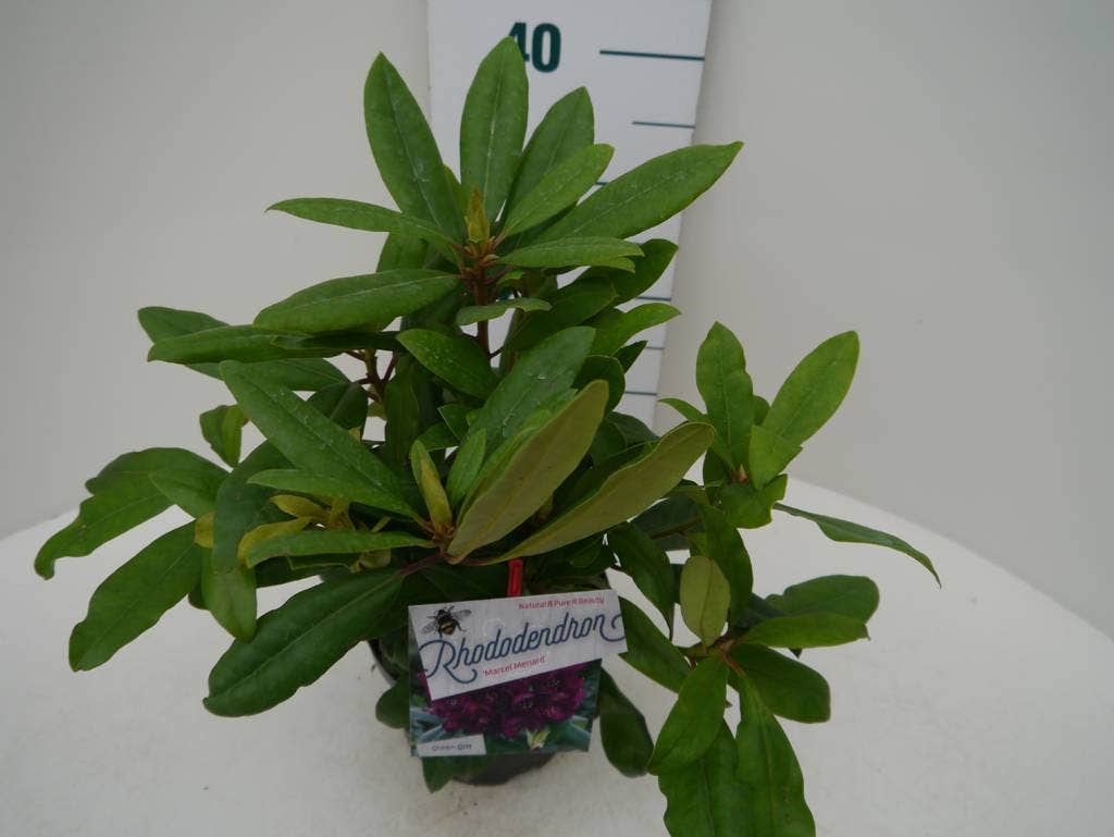  Rhododendron (Rhododendron 'Marcel Menard')