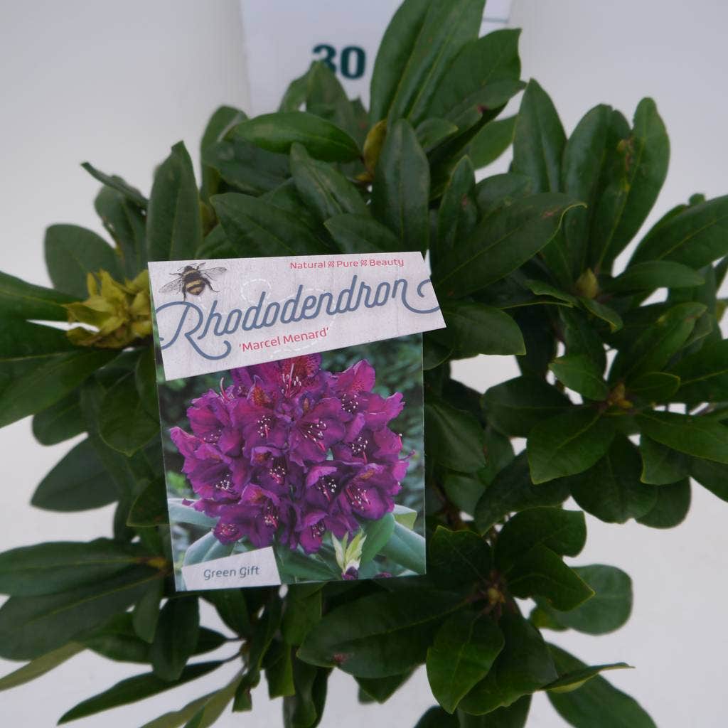  Rhododendron (Rhododendron 'Marcel Menard')