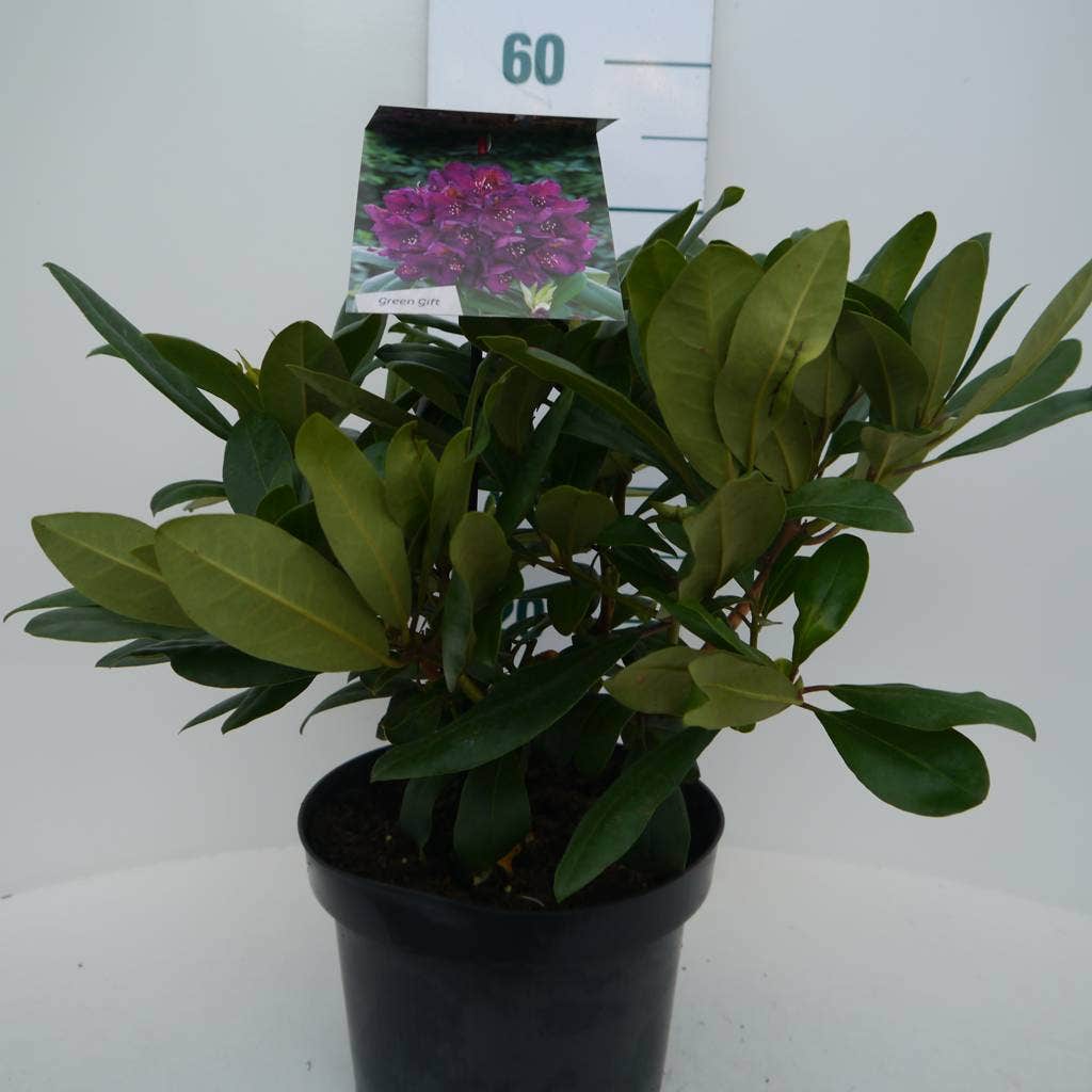  Rhododendron (Rhododendron 'Marcel Menard')