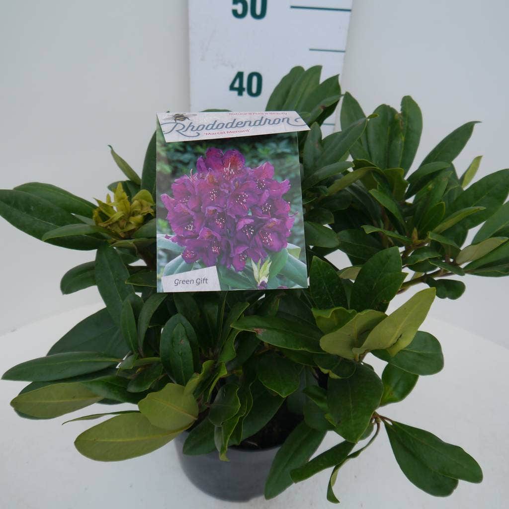  Rhododendron (Rhododendron 'Marcel Menard')