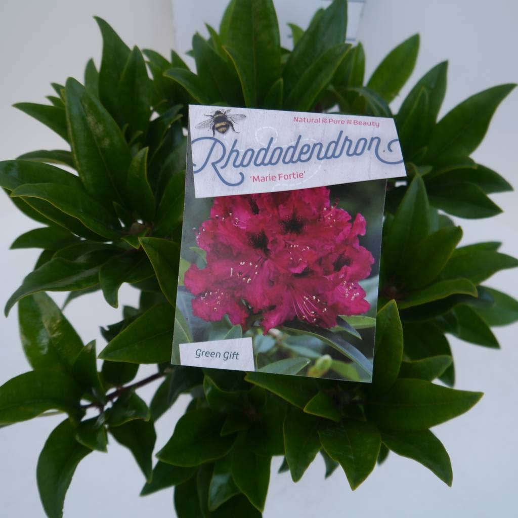  Rhododendron (Rhododendron 'Marie Forte')