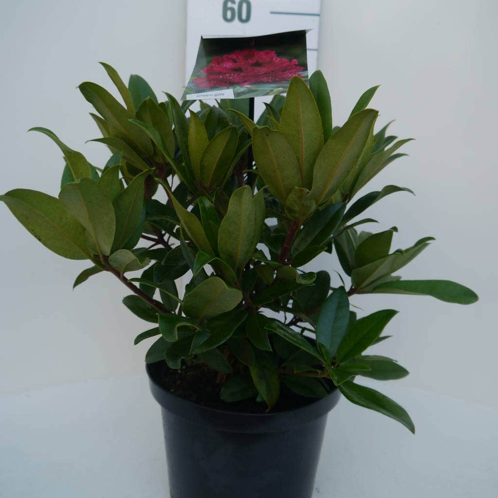  Rhododendron (Rhododendron 'Marie Forte')