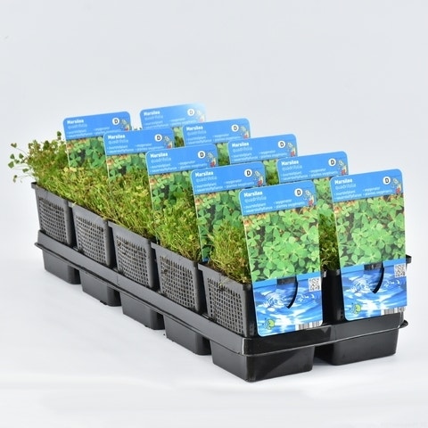  Klaverbladvaren (Marsilea Quadrifolia)