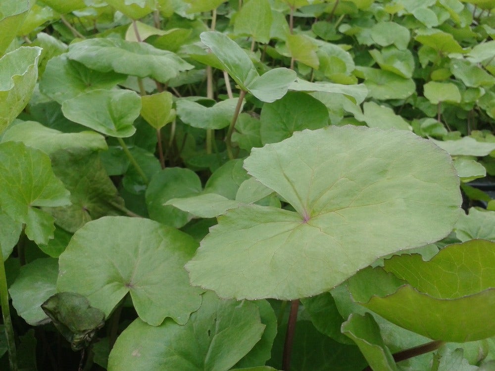  Watermunt (Mentha Aquatica)