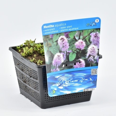  Watermunt (Mentha Aquatica)