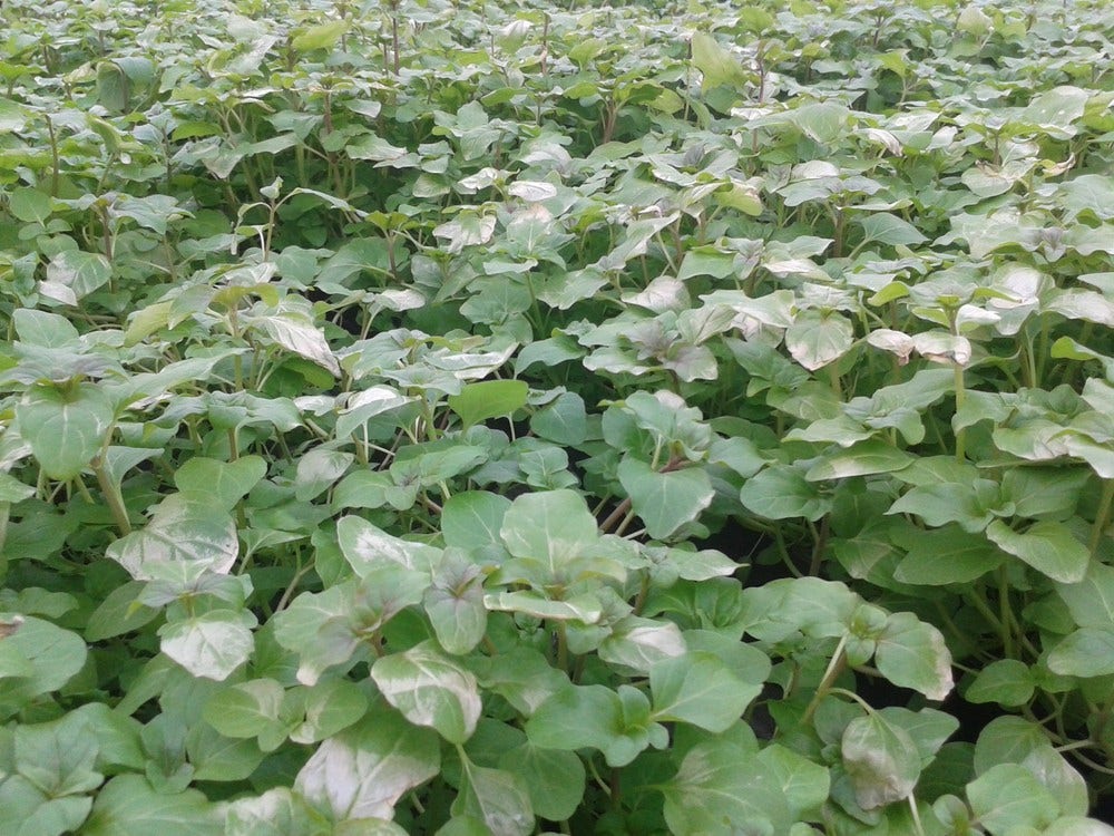  Watermunt (Mentha Aquatica)