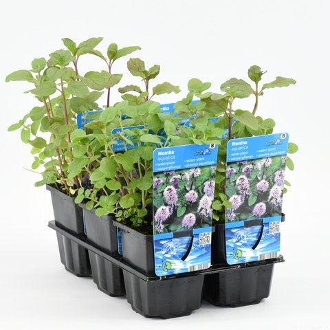  Watermunt (Mentha Aquatica)