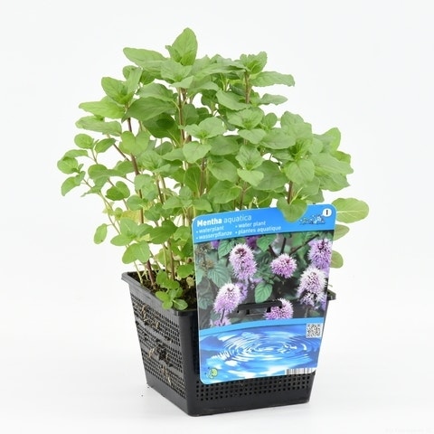  Watermunt (Mentha Aquatica)