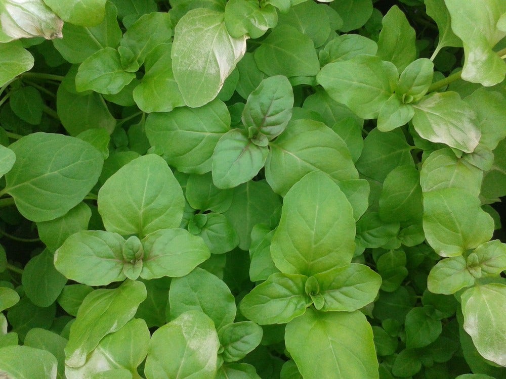  Watermunt (Mentha Aquatica)