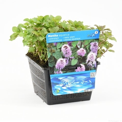  Watermunt (Mentha Aquatica)
