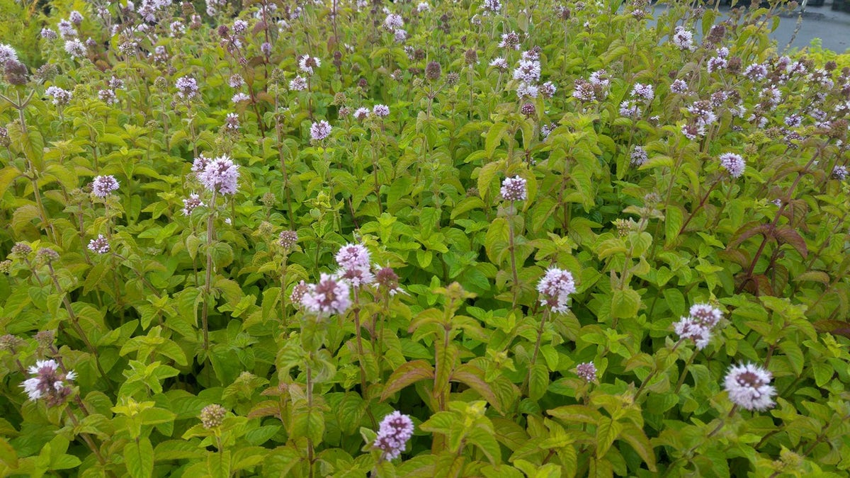  Watermunt (Mentha Aquatica)