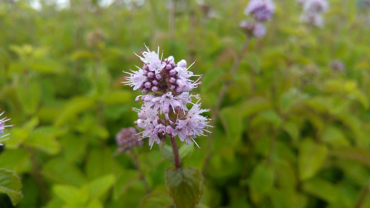  Watermunt (Mentha Aquatica)