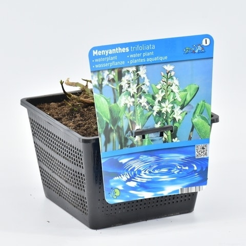  Waterdrieblad (Menyanthes Trifoliata)