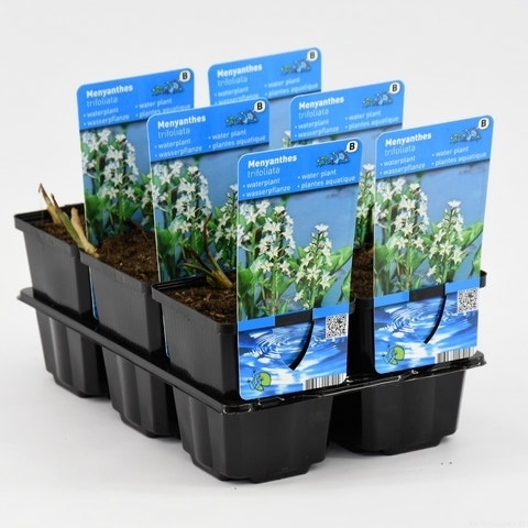 Waterdrieblad (Menyanthes Trifoliata)