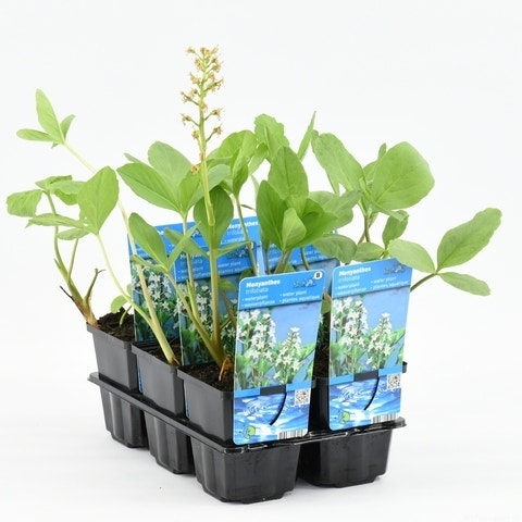  Waterdrieblad (Menyanthes Trifoliata)