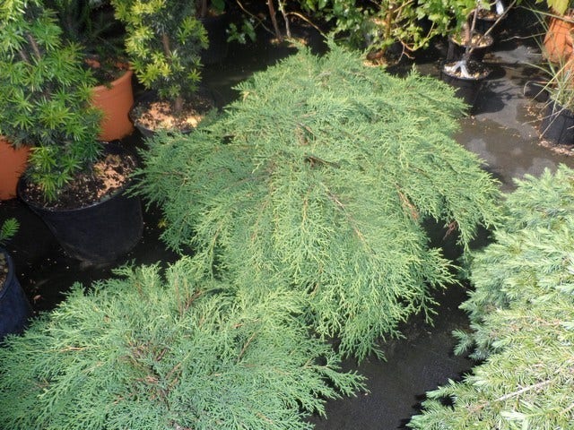  Valse Jeneverbes (Microbiota Decussata)