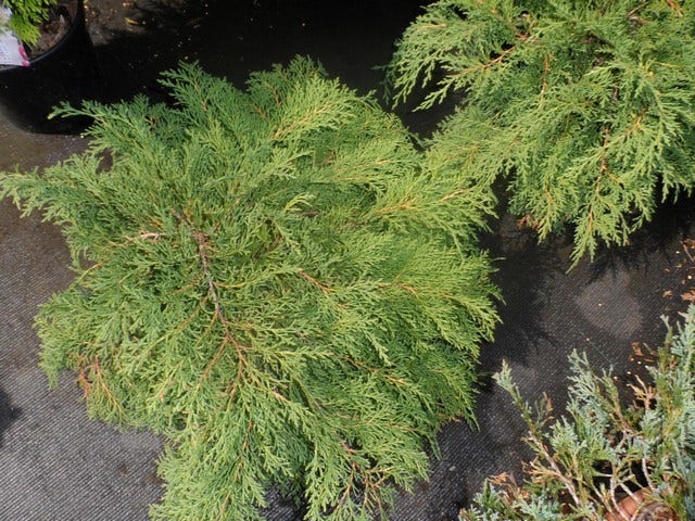  Valse Jeneverbes (Microbiota Decussata)