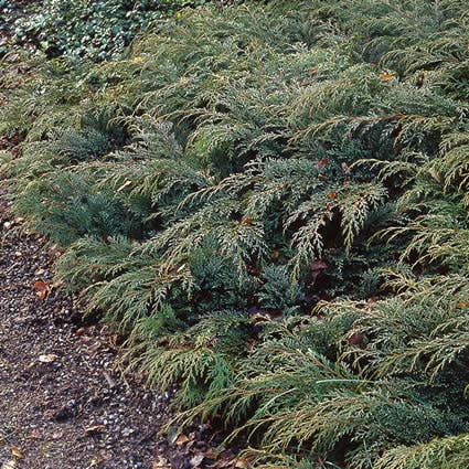  Valse Jeneverbes (Microbiota Decussata)