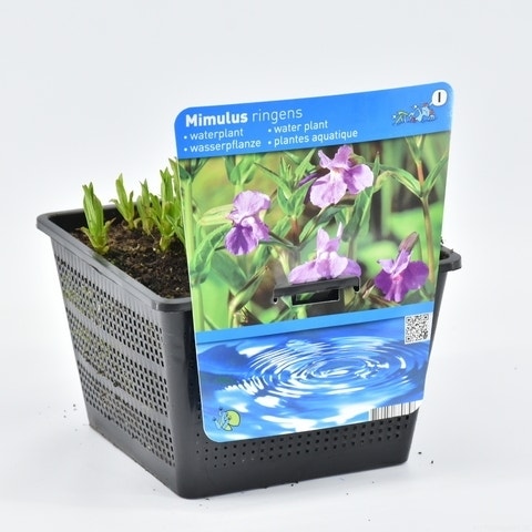  Blauwe Maskerbloem (Mimulus Ringens)