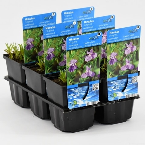  Blauwe Maskerbloem (Mimulus Ringens)