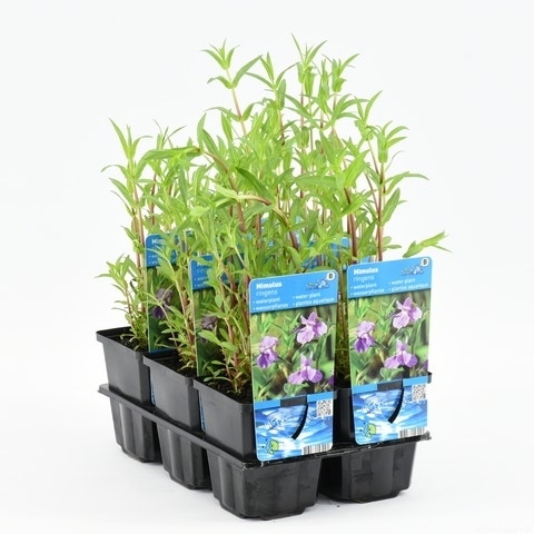  Blauwe Maskerbloem (Mimulus Ringens)