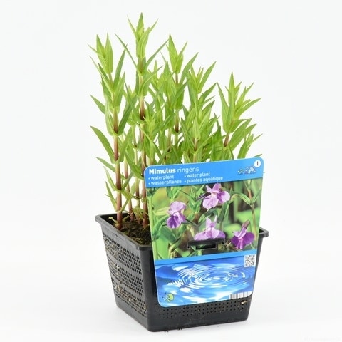  Blauwe Maskerbloem (Mimulus Ringens)