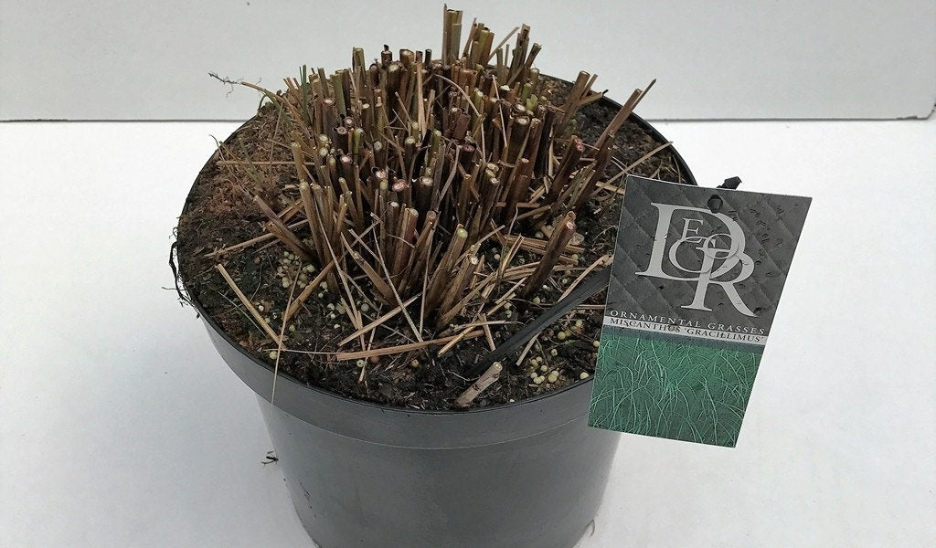  Chinees Riet/sierriet (Miscanthus Sinensis 'Gracillimus')
