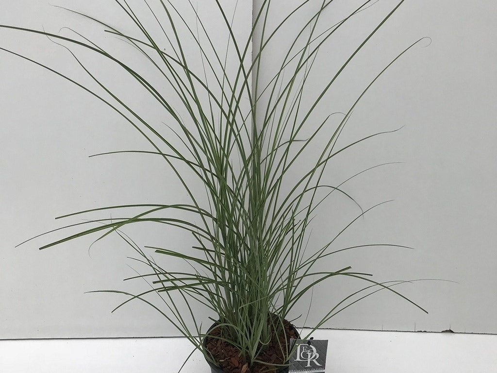  Chinees Riet/sierriet (Miscanthus Sinensis 'Gracillimus')