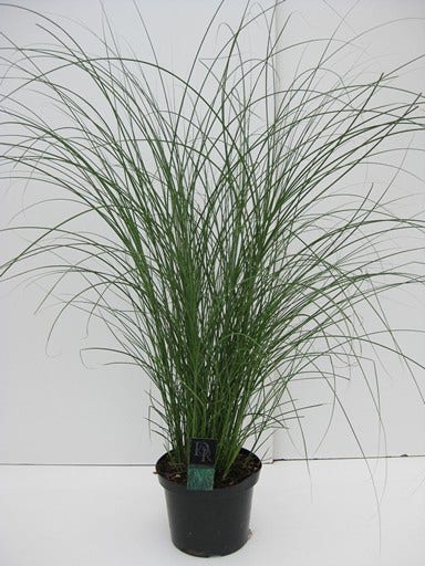  Chinees Riet/sierriet (Miscanthus Sinensis 'Gracillimus')