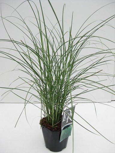  Chinees Riet/sierriet (Miscanthus Sinensis 'Gracillimus')