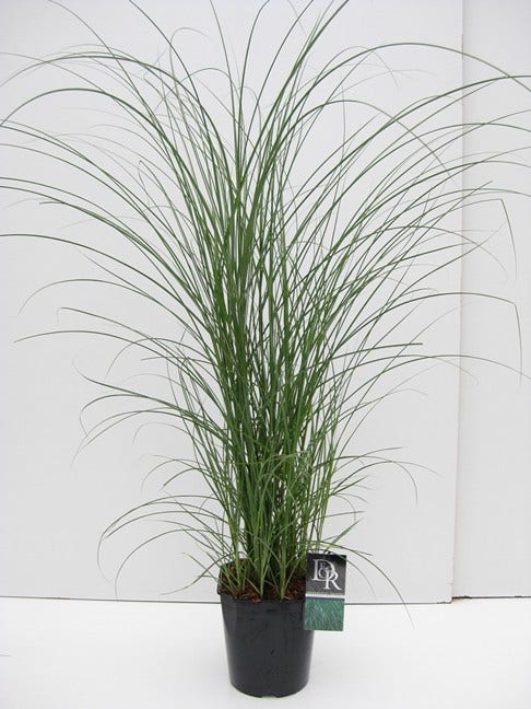  Chinees Riet/sierriet (Miscanthus Sinensis 'Gracillimus')