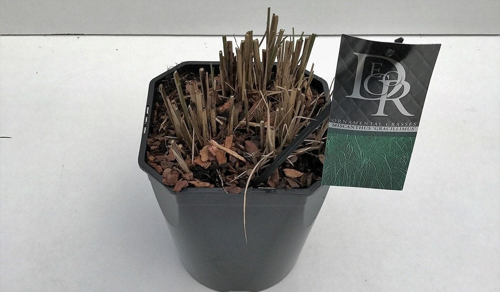  Chinees Riet/sierriet (Miscanthus Sinensis 'Gracillimus')