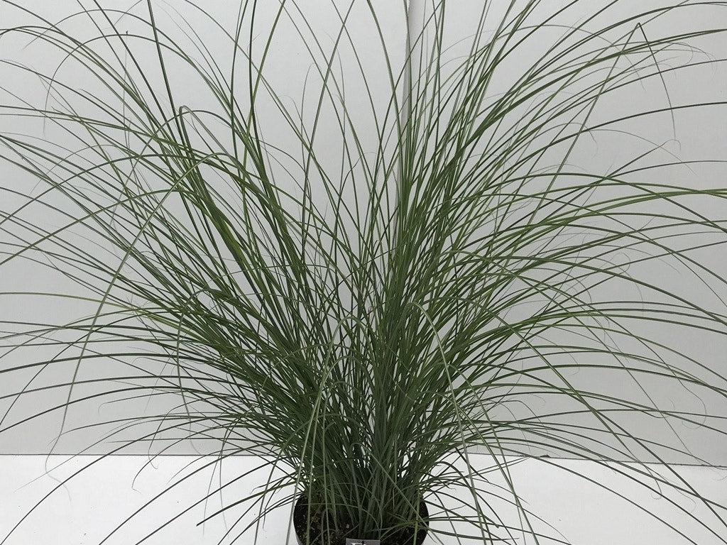  Chinees Riet/sierriet (Miscanthus Sinensis 'Gracillimus')