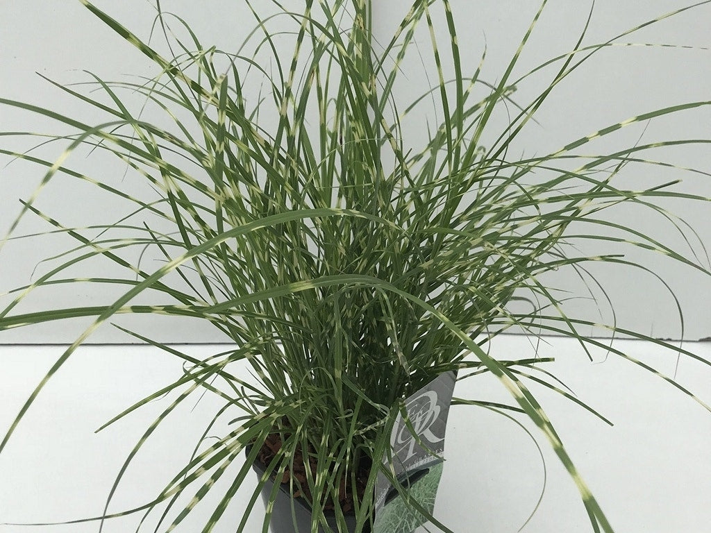  Chinees Riet / Sierriet (Miscanthus Sinensis 'Little Zebra')